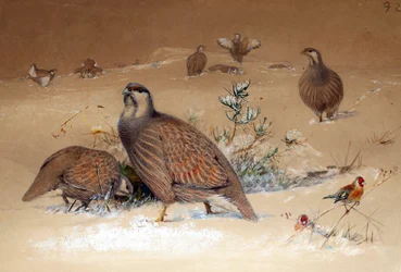 Perdrix des neiges caspienne, 1852-54
